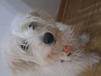 6 aylık erkek maltipoo teacup
