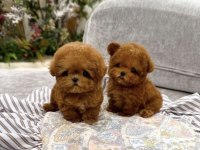 YENİ KORE TEACUP POODLE YAVRULARIMIZ