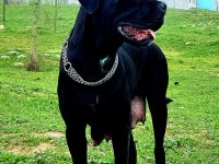 Anneden de Babadan da Dünya Şampiyonu Cane Corso Torunları