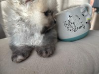 Orjinal ayı suratlı pomeranian yavruları