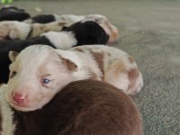 4 Aralık doğumlu afacan border collie