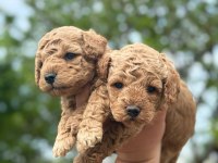 İKİZ KÖPEKLERİMİZDEN SON KALAN ERKEK POODLE MİZ