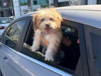 Bakamadığım için köpeğimi veriyorum