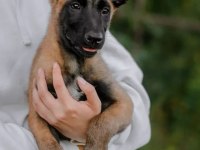 Belçika Malinois @ppuppypawbodrum