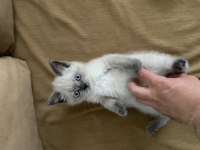 2 aylık dişi british shorthair