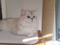 Ev Kedisi British Longhair Erkek Okyanus Göz