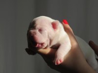 Brillante De Arte Kennel'dan Süt Beyaz French Bulldog