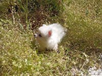 Kar topları köpekler yeni yuvalarına gitmeye hazırlar