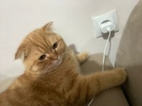 Scottish fold oğlumun Çiftleşmesi için dişi arıyorum