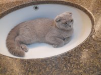 Scottish fold dişi yavru