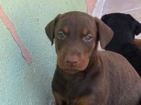 Üretim Çiftliğinden Doberman Yavrular