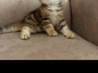 British Shorthair Golden Ve Point Yavru