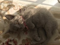 2 buçuk aylık liloşumu mecbur sahiplendiriyorum british