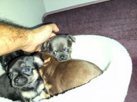 IRK GARANTİLİ TEACUP VE CEP BOY ŞİVAVA YAVRULARIMIZ