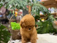 LİTTLEPAWS FARKIYLA ORJİNAL TOY POODLE APRİCOT