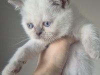British shorthair bebeklerimi veriyorum