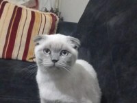 Cins kedimiz 4 aylık erkek scottish fold