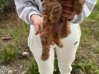 Kore poodle erkek çocuk