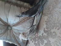 Bebek Sultan Papağanları Yeni Sahiplerini Bekliyor
