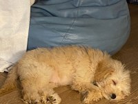 Toy poodle 6 aylık bütün aşıları yapılmış durumda
