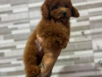 Mini Boy Kore Kan Tıy Poodle Yavruları