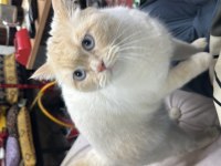 Beyaz gözlü erkek british shorthair