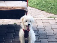 TERRİER EVCİL KÖPEK