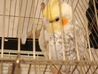 2.5 aylık sultan papağanı