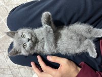 British Shorthair 2 Aylık Dişi Yavru