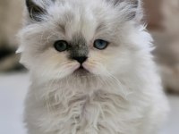 2 aylık Erkek British Longhair Ragdoll