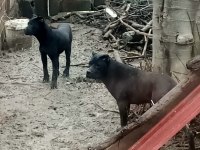 1 yaşında cane corso italyona köpeğimiz