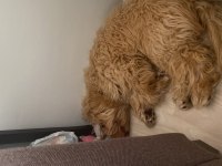 Maltipoo köpeğimize Lilaya ömürlük yuva