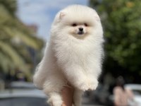 Orjinal pomeranian boo köpeği