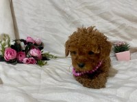 Cici kızımız toy poodle