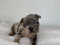 French Bulldog yavrularımız ırk garantilidir