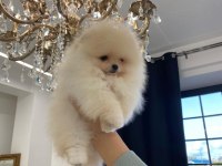 Pomeranian boo yavrular