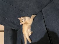 British shorthair