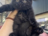 Scottish Fold Bitter Kızlar