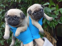 A KALİTE PUG MOPS SIFIR BURUN BEBEKLER