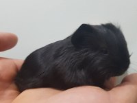 Safkan Black Sheltie Ginepig Bebek