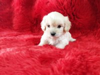 Kore Maltese Terrier Yavrularım