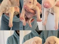 ALBİNO DOBERMAN YAVRULARI ÖZEL HİSSETMEK İSTEYENLER