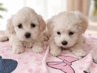 Maltese terrier miniklerim