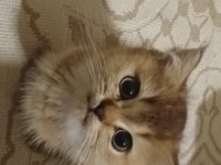 Safkan Golden British Shorthair