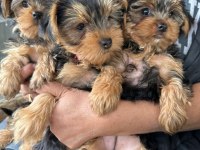 Yorkshire terrier 2 aylık 1 dişi 2 erkek