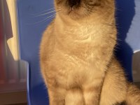 1.5 yaşında çok acil scottish fold