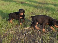 Europa doberman yavrular