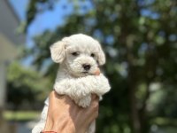 Maltese yavrular