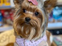 3 aylık dişi tea cup yorkshire terrier