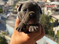 Egzotik Fransız bulldog yavrularımız
